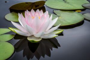 Lotus symbool voor innerlijke rust